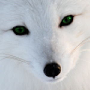 Meet your Posher, Wren